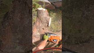 Lanyard above the cut. Sequoia chogs. #arborist #treework #chainsaw #arbortec