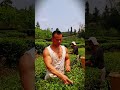 An easy way for farmers to prune tea leaves #shorts
