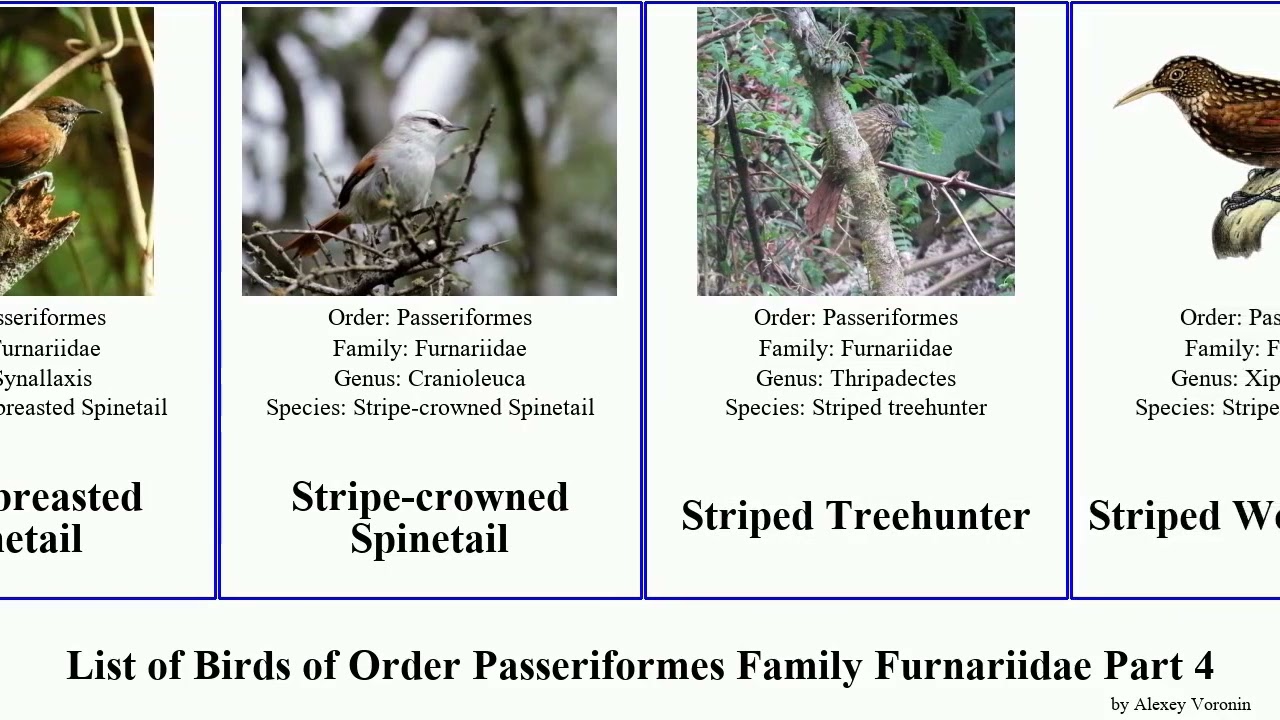 List of Birds of Order Passeriformes Family Furnariidae Part 4 woodcreeper spinetail treehunter
