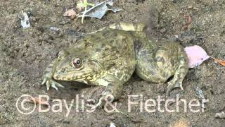 Rugose Bullfrog, Mekong River, Cambodia. 20130331_160220.m2ts