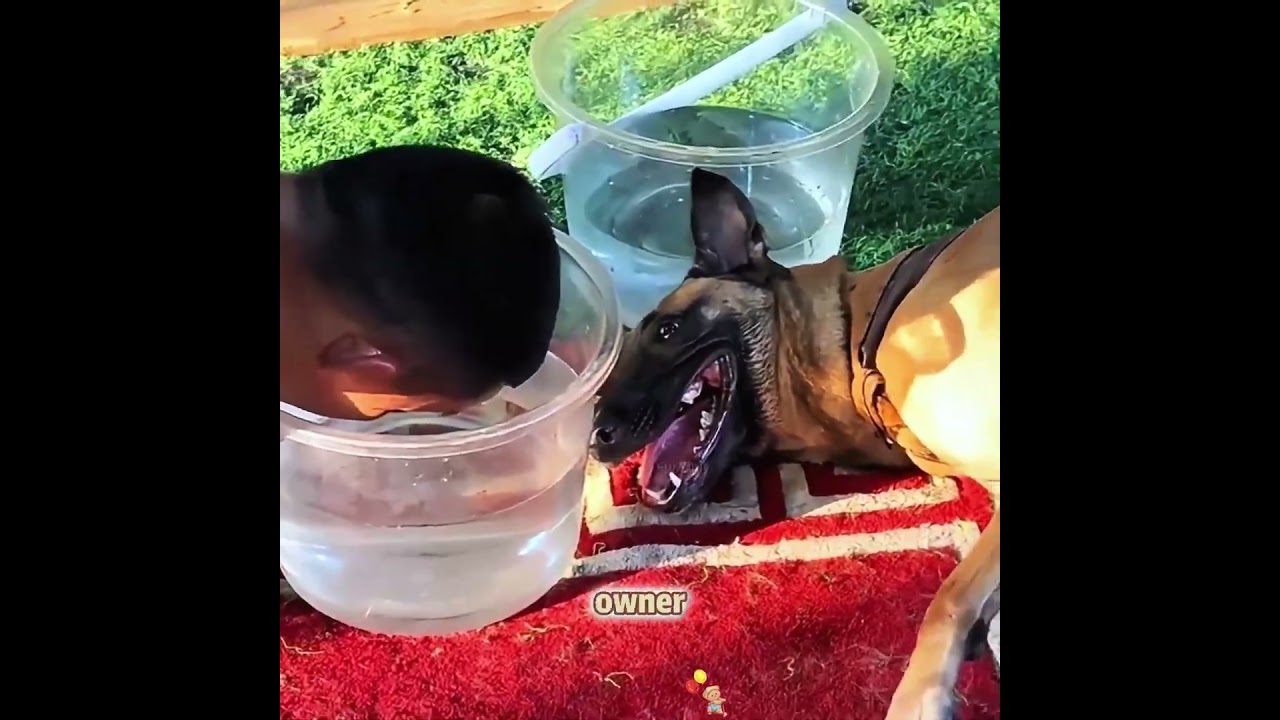 This Dog Trained Like Crazy To Win #pets #shorts