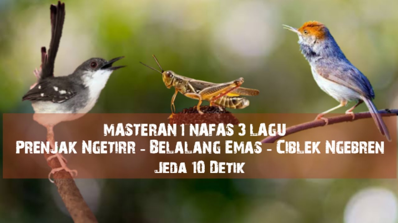 Masteran Mewah | Prenjak Ngetirr - Belalang Emas - Ciblek Ngebren 