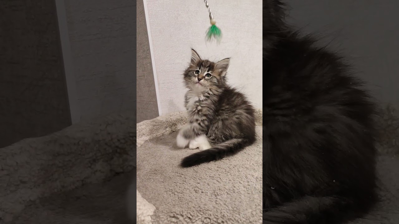 Норвежские лесные котята Регина и Питер, fashionpeak.ru