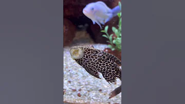 How does Pterygoplichthys clean the AQUARIUM? #JanitorFish #suckerFish #Shorts