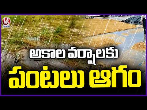 Heavy Rains Destroys Crops Across Several Parts Of Telangana | Telangana Rains | V6 News - V6NEWSTELUGU