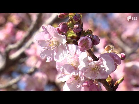 河津桜まつり会場で進む渋滞対策 実行委員会運営の駐車場料金を休日2000円に=静岡・河津町