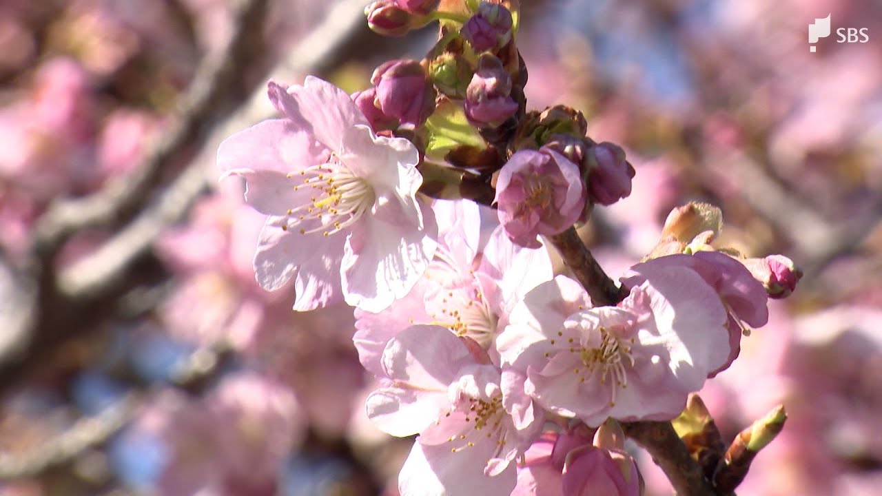 河津桜まつり会場で進む渋滞対策 実行委員会運営の駐車場料金を休日2000円に=静岡・河津町