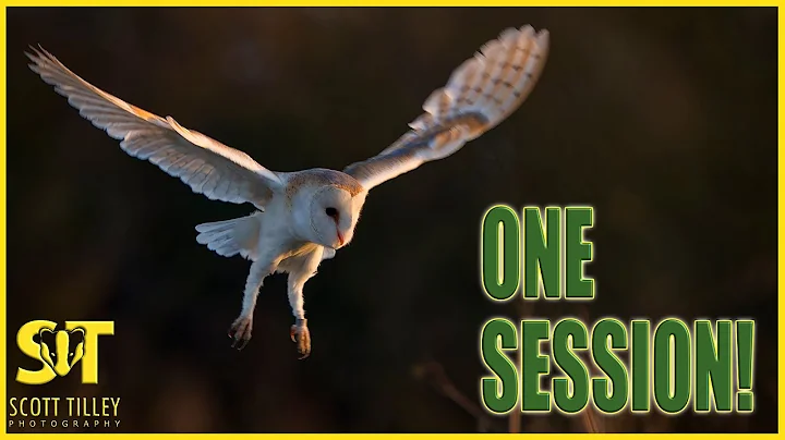 UK Barn Owl Photography Made EASY