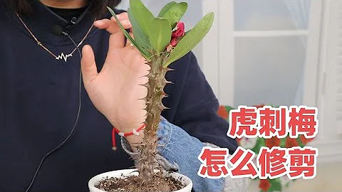 虎刺梅修剪方法，只有一根主枝怎麼修剪？ - 天天要聞