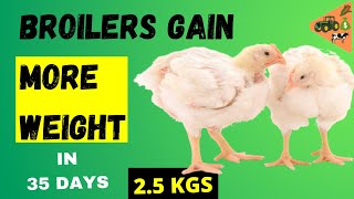 5 ways to Increase Broilers Weight without more extra cost | How to grow chicken faster at home screenshot 5