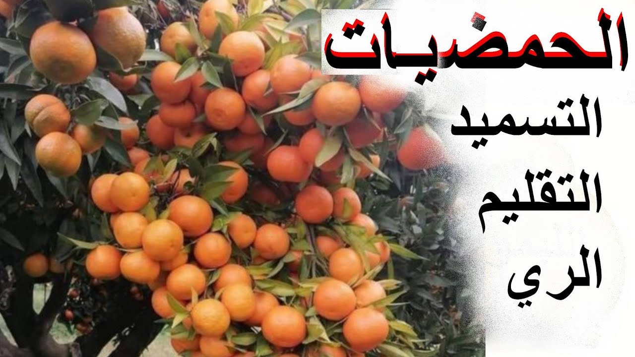 برنامج تسميد وري وتقليم الحمضيات
