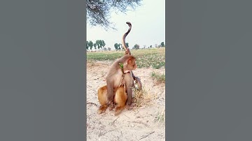 waaaah! Amazing snake cobra and monkey short video #shortvideo #viralreels