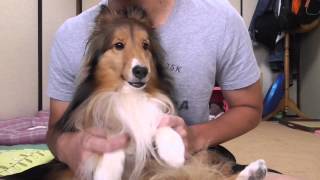 【可愛いシェルティ】コメント返信動画前編。Cute Sheltie:Comment reply video prequel.