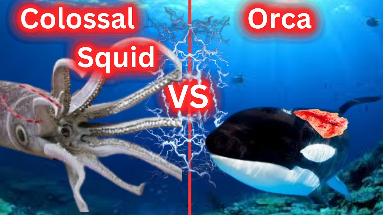 Colossal Orca Colossal Squid vs Orca - YouTube