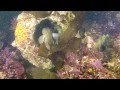Dive 393: Dusk Dive at McAbee Beach