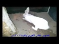 وضعوا كيمرا في جحر الارنب شاهد ماحدث 