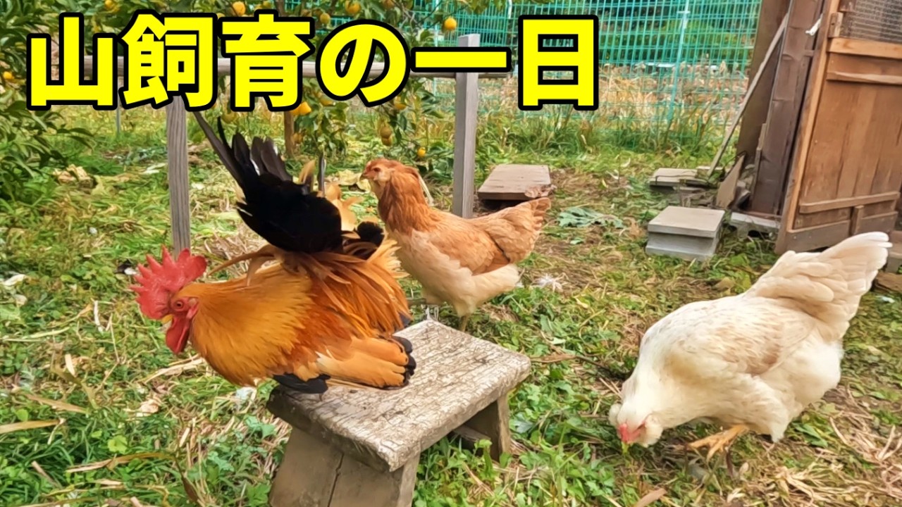 今日も平凡な一日で終わらせてください！【ニワトリ飼育】 346話目