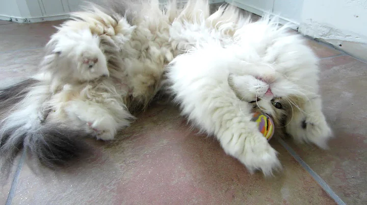 Video 11330831: persian kitty, cat kitten, cat outdoor