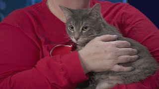 Adopt-A-Pet:  Chicago Pet Rescue
