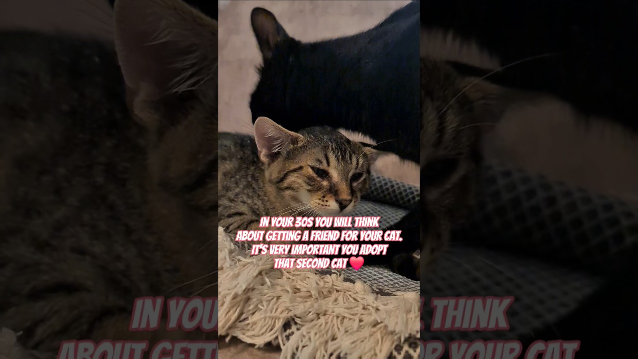 Важность завести вторую кошку ❤️🐈‍⬛ 