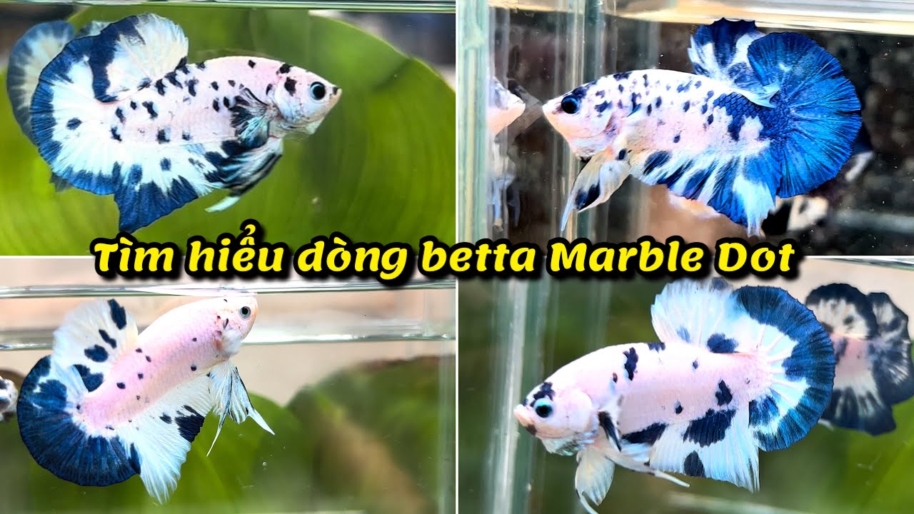Tìm hiểu GENE dòng betta Marble Dot có gì đặc biệt [ Thanh Hải Betta