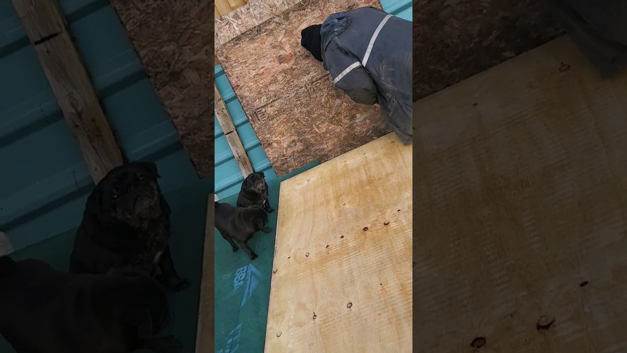 CUTE PUG HELPING WITH THE JOINERY 