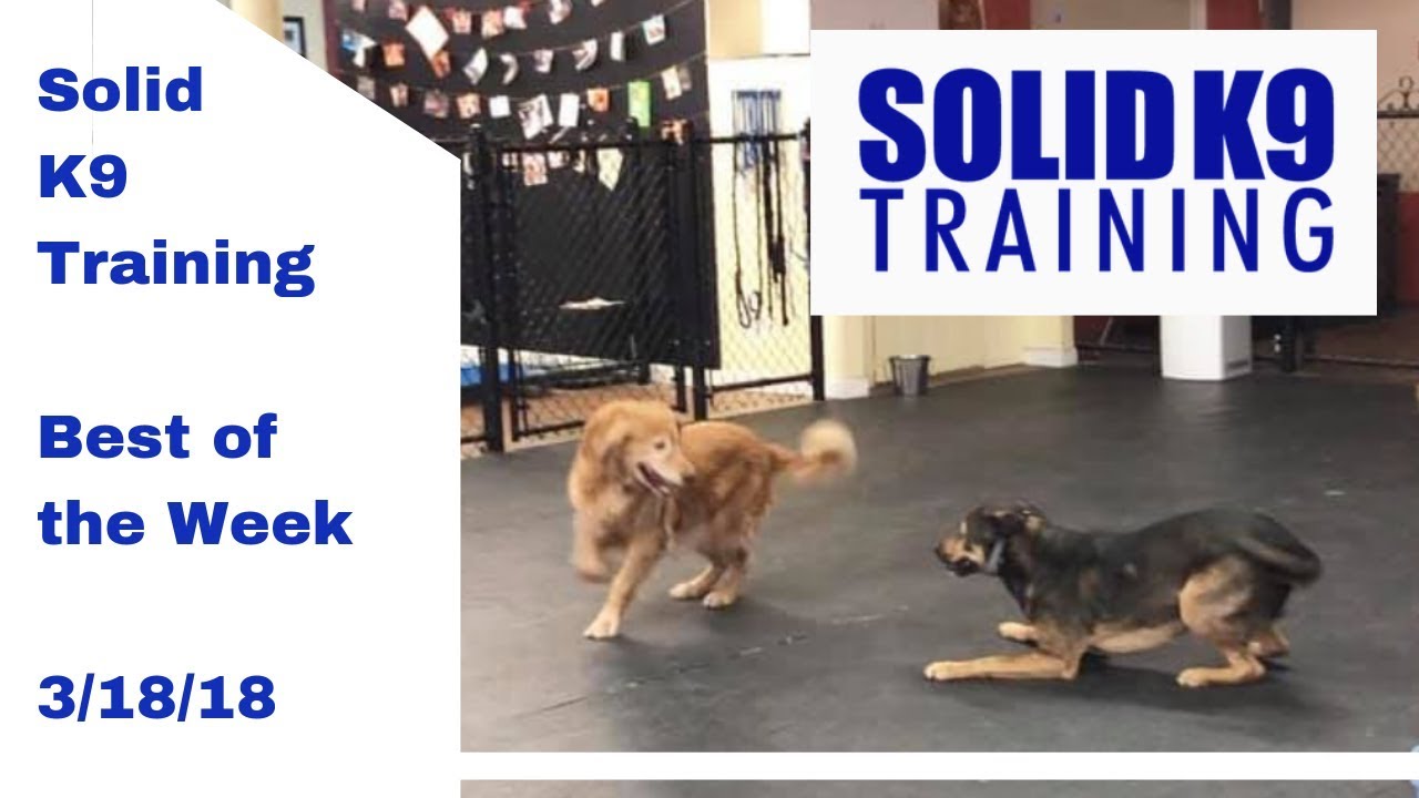 dog trainer in delhi Solid K9 Training Center Best of the Week 3/11/19 & 3/18/19
