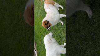 Saint Bernard vs Great Pyrenees Mountain Dog! #viral #dog #doglover ##daily #funny #funnyvideo #fun
