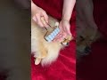 Glass Bead Roller Bliss for Pomeranian