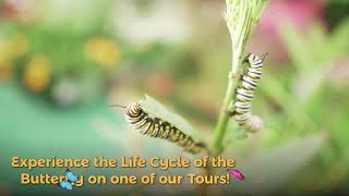 Tour the Lukas Butterfly Encounter