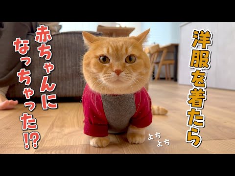 寒がりの短足猫に服を着せたらよちよち歩きし始めて可愛すぎました！
