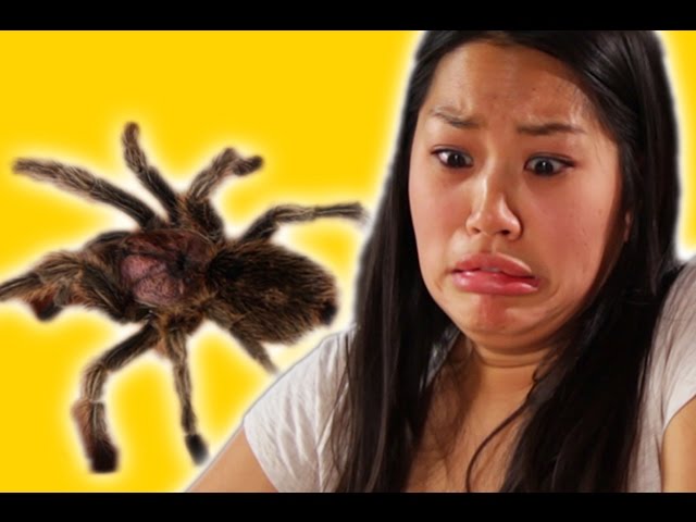 Arachnophobes Meet Spiders class=