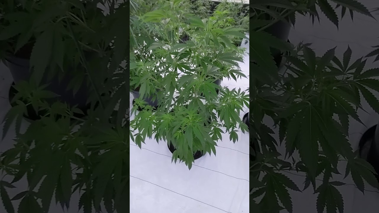 ITC GENETICS & GREEN DIAMOND FARMS