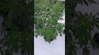 ITC GENETICS & GREEN DIAMOND FARMS