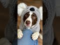Bagel's Costume Party Ep. 11 - Clingy Koala Bagel Wants a Hug #bagel #shorts #koala #veo3 #gemini