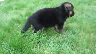 Deco Noster Amicus-4 week's old
