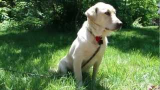 Chuck Yellow Lab - Available For Adoption From Lucky Lab Rescue