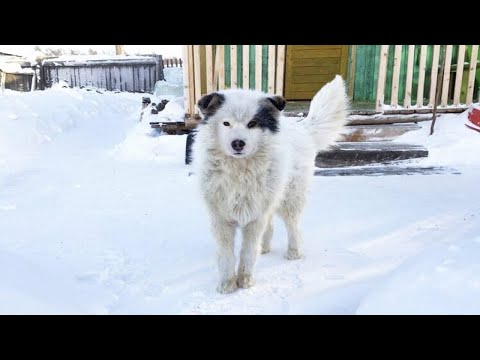 Video: Töte Deinen Nachbarn, Wenn Du Versuchst, Ihn Vor Einigen Hunden Zu Retten