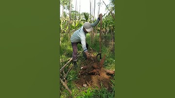 Alat Cabut Singkong #singkong #cabutsingkong #panensingkong #tani #petani #bertani #berkebun