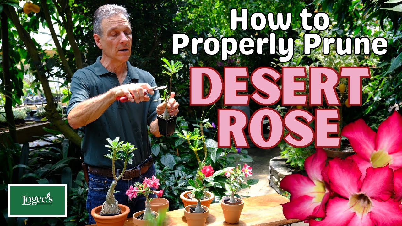 How to Properly Prune Desert Rose (Adeniums) 