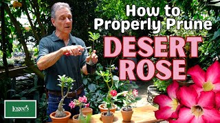 How to Properly Prune Desert Rose (Adeniums)
