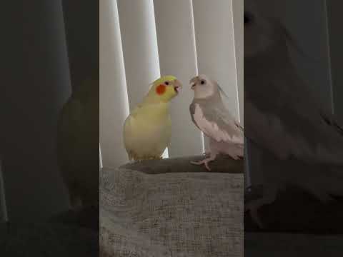 ვიდეო: როგორ მუშაობენ ჩიტები აკოცე?