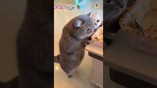 😻Funny cats. Cats are bullies! Cool video! #funnycat #cat #tricks #Incredible #bullies #short #pets
