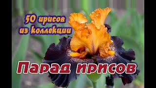 Парад ирисов.9 Мая