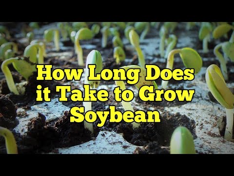 Video: Vai ir viegli audzēt sojas pupiņas?