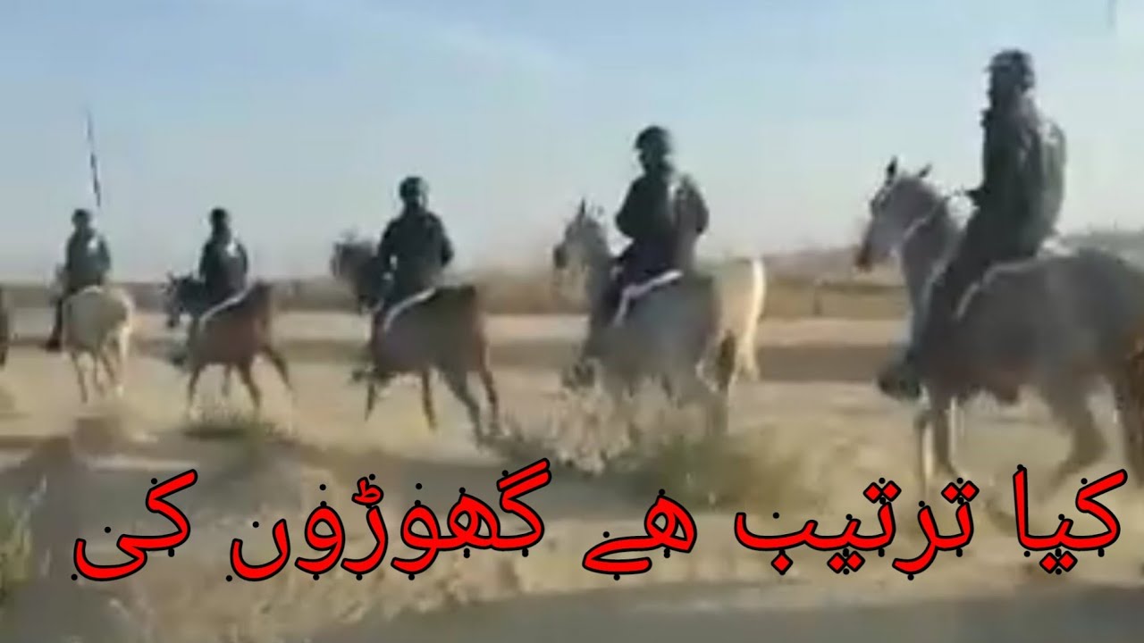 Horse riding in UAE/Horsr rider YouTube