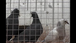 ПЕРВАЯ ПАРТИЯ ГОЛУБЯТ, НЕОЖИДАННЫЕ ПОТЕРИ,ОТВЕТЫ НА КОММЕНТАРИИ.#Tauben​​​##pigeons​​​##голубята#