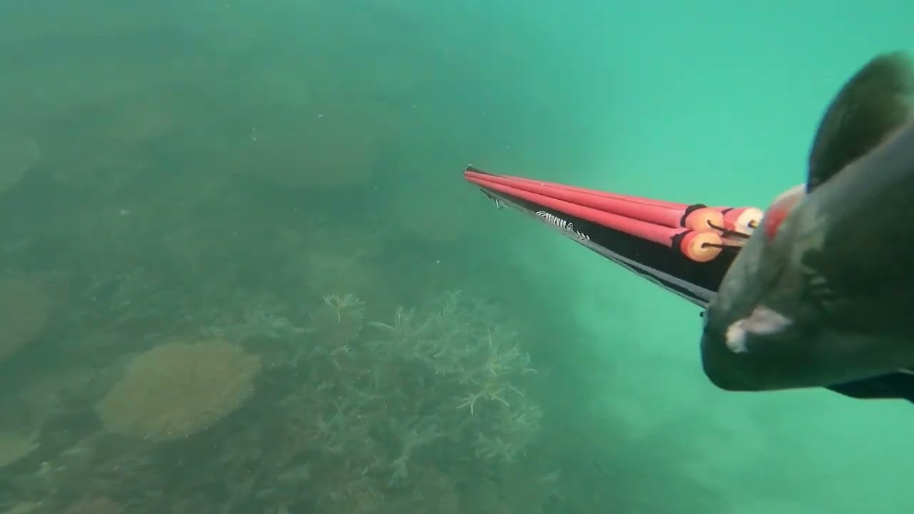 Hunting for Unicorn Fish in Funafuti, Tuvalu