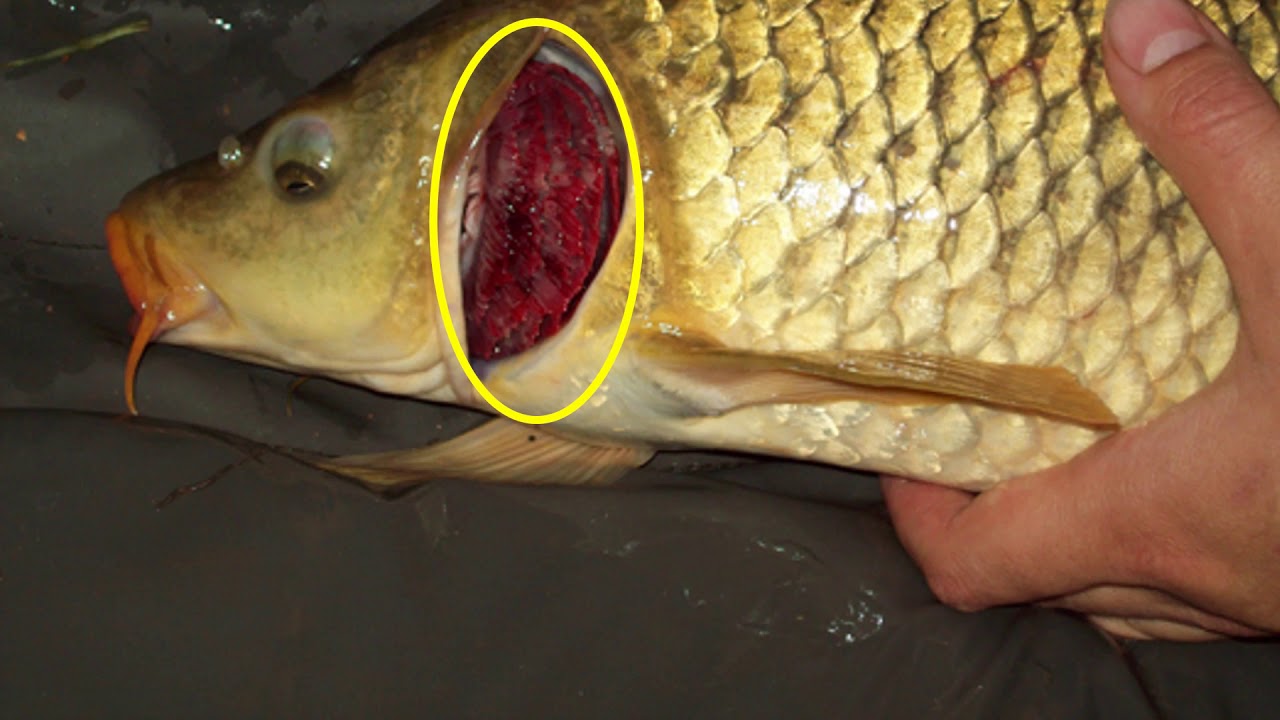 Biologiya 6-cı sinif 35. Heyvanlarda tənəffüs