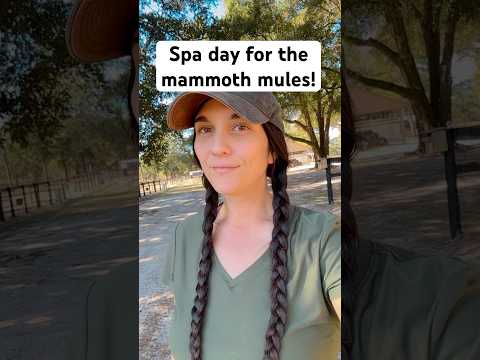 Mules Are Happy After Today Horse Mule Donkey Horsegirl Equestrian Cowgirl Cowboy Western